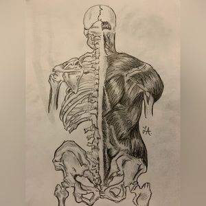Skeleton/muscular system